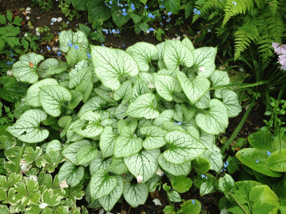 Бруннера крупнолистная (Brunnera macrophylla &#96;variegata&#96;)