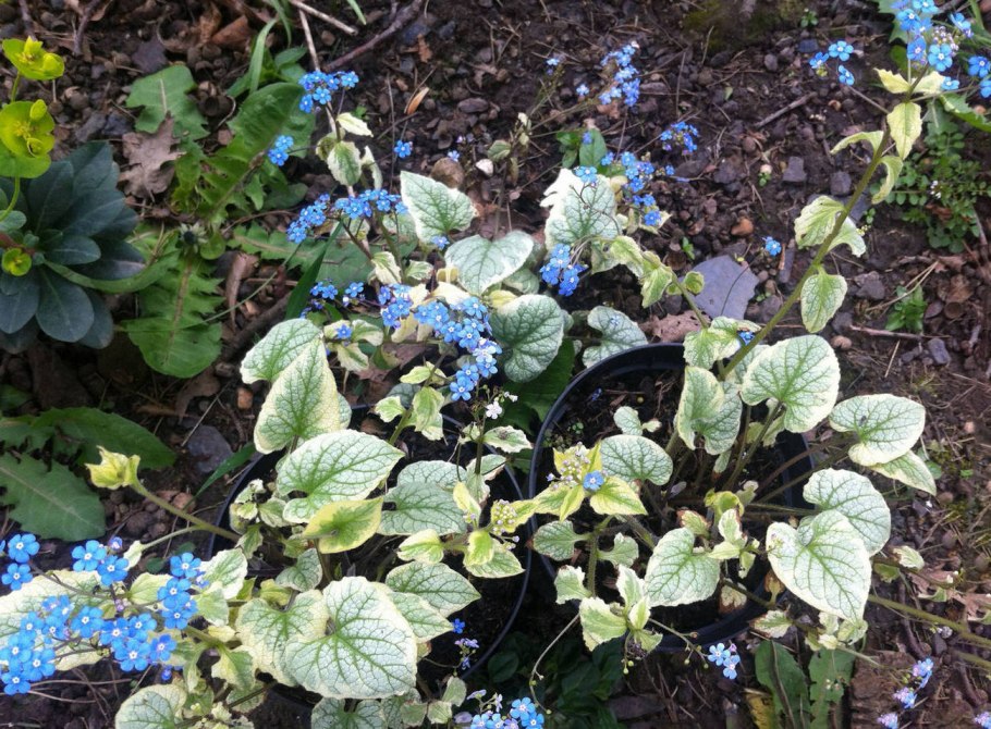 Brunnera macrophylla Jennifer