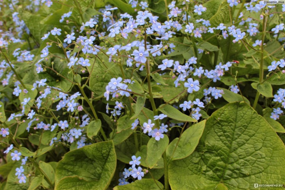 Бруннера Сибирская Незабудочник