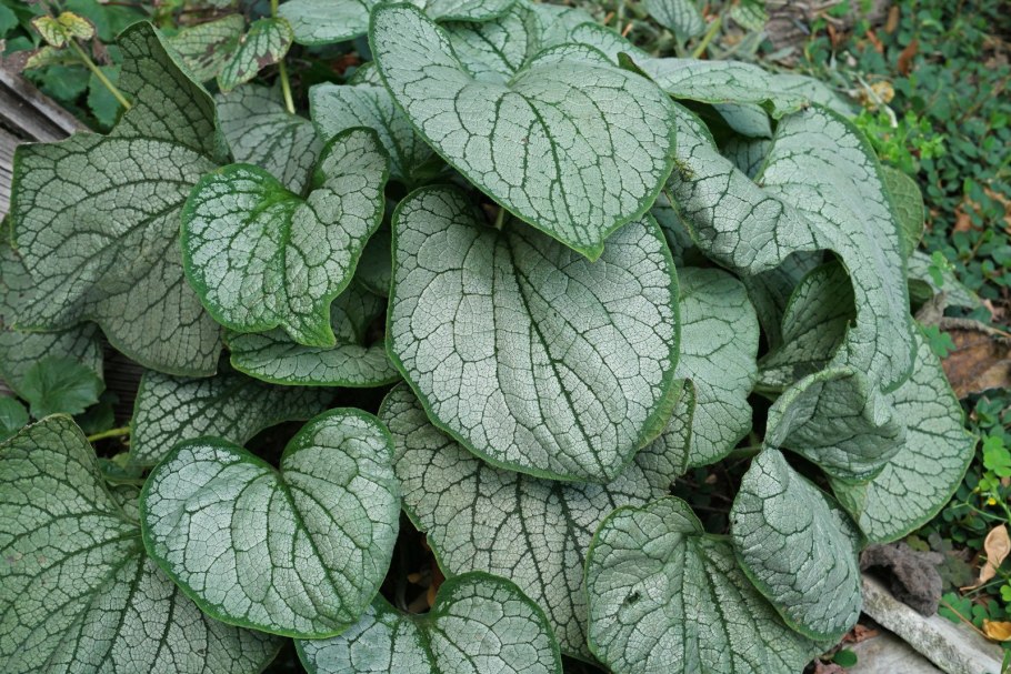 Бруннера Сибирская и Хоста