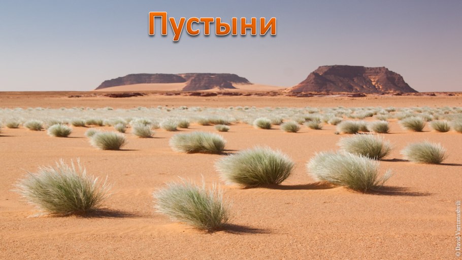 Кактус опунция в пустыне