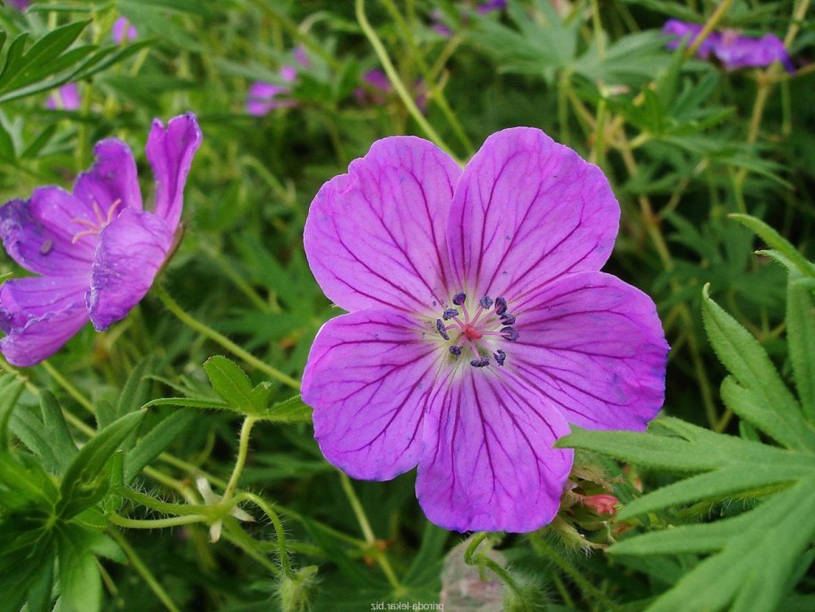 Латынь Geranium pratense