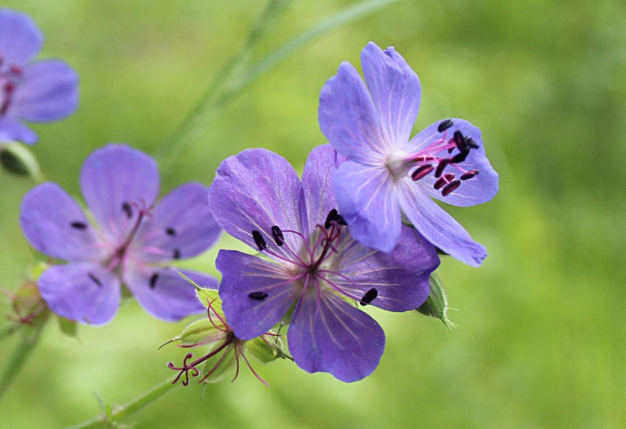 Герань Лесная (Geranium sylvaticum)
