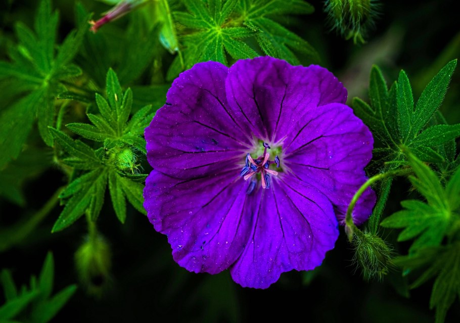 Герань Лесная (Geranium sylvaticum)