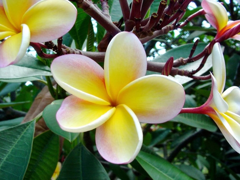 Орхидея эндемик Южной Америки