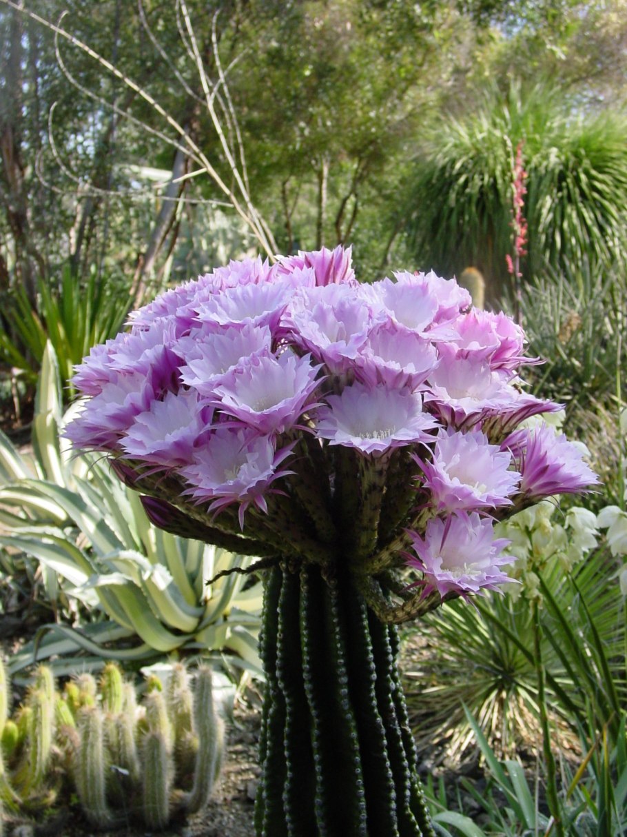 Вистерия ниваки