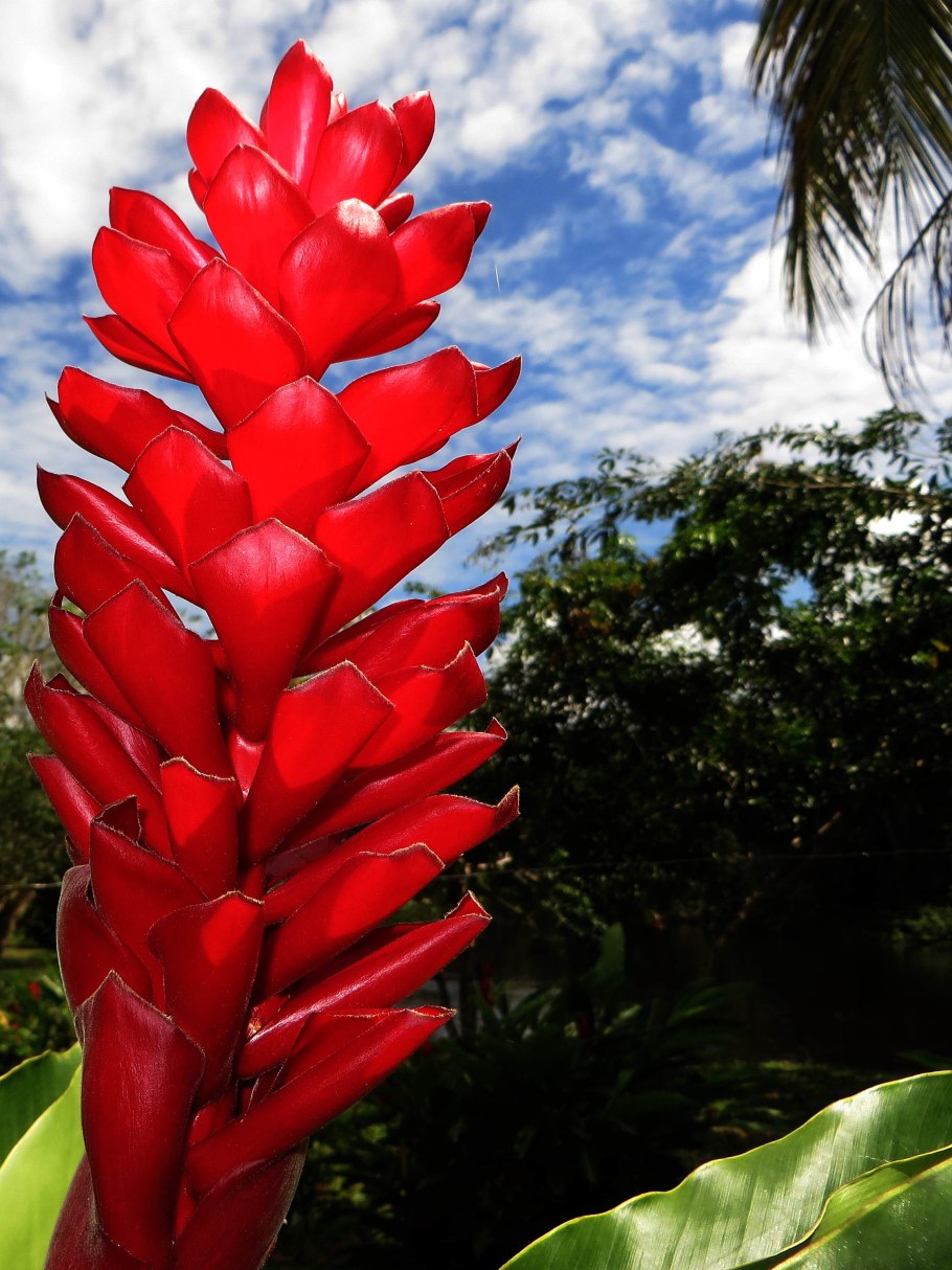 Сад цветов Кавати Фудзи в Японии