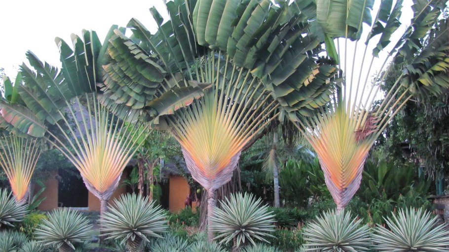 Couroupita guianensis