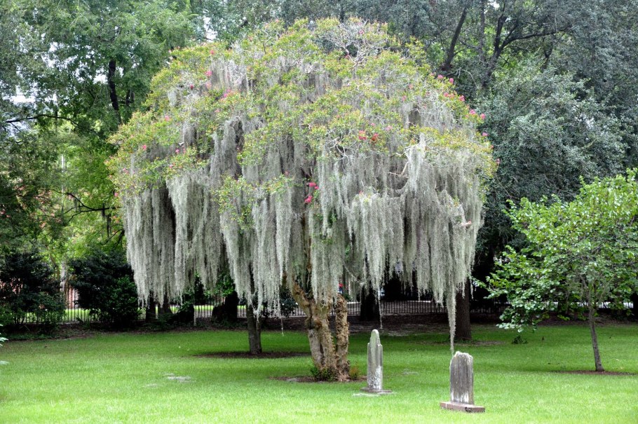 Нолина цветение