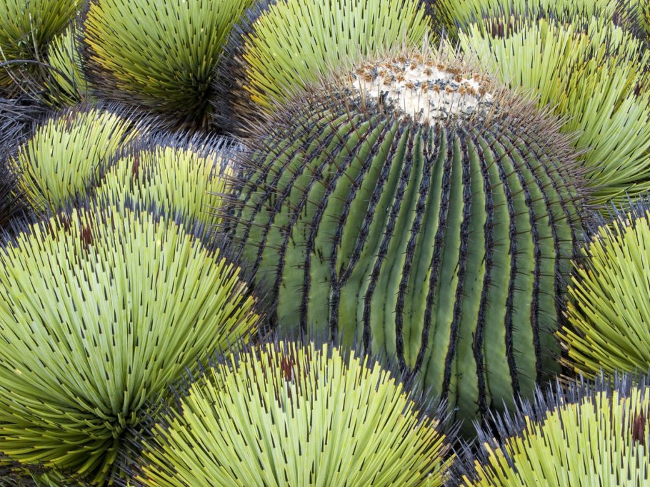 Couroupita guianensis