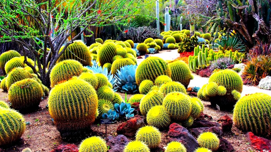 Пампасская трава кортадерия