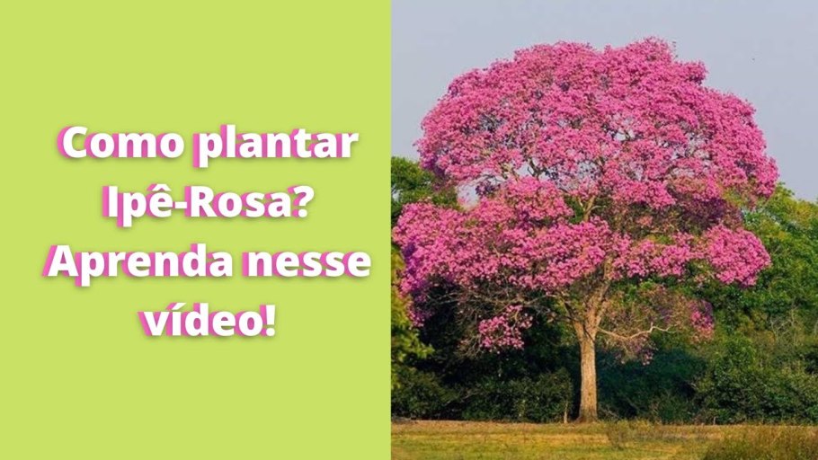 Мимоза красная дерево