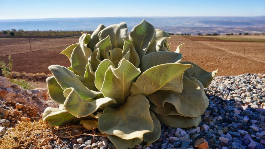 Кактусы цереусы Северной Америки