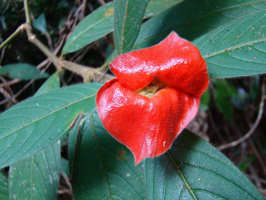 Цветок Психотрия возвышенная