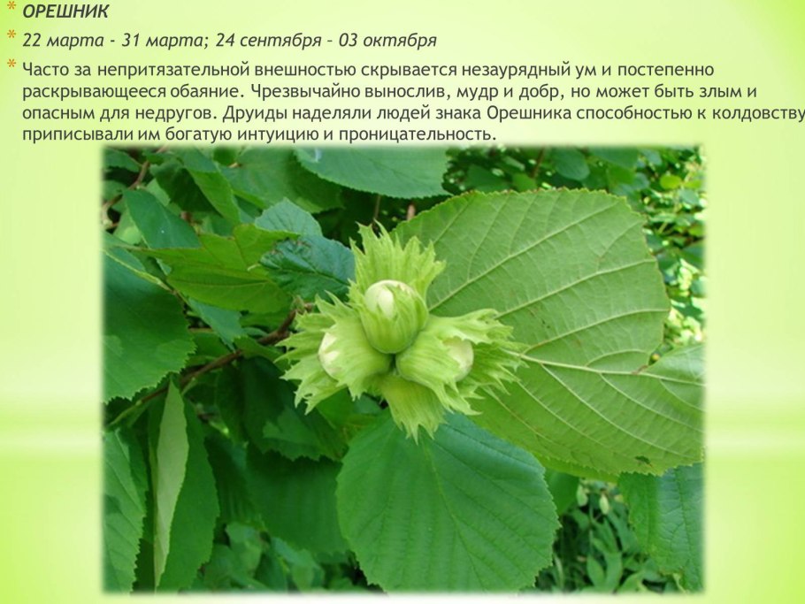 Крылатый орех лещина