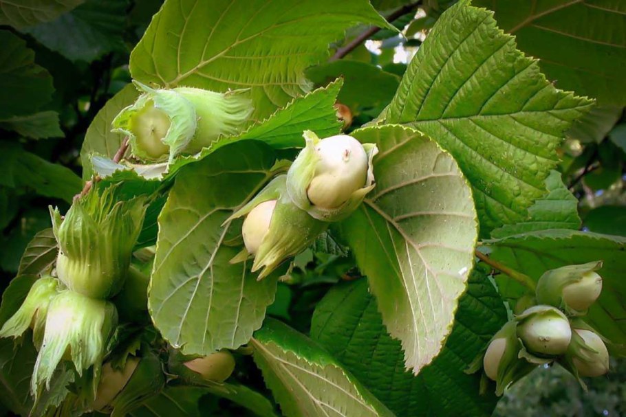 Лесной орех лещина