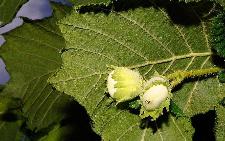 Лесной орех лещина