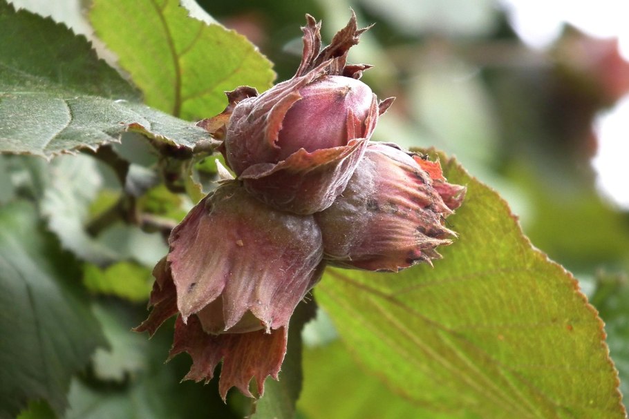 Castanea "!mollissima" каштан цветёт