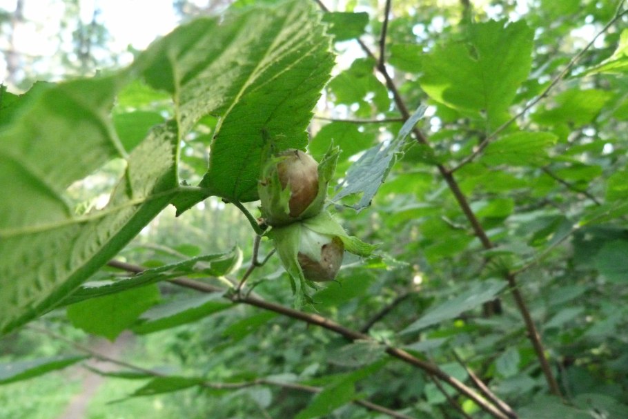 Aesculus turbinata