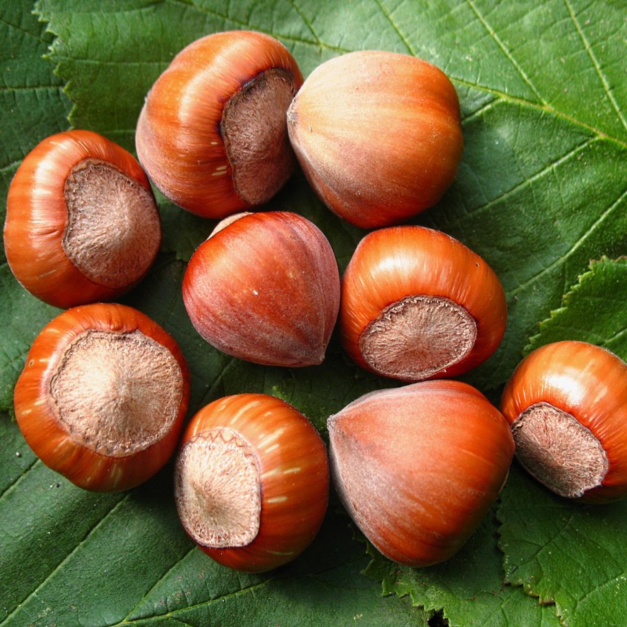 Орех маньчжурский (Juglans nigra l.)