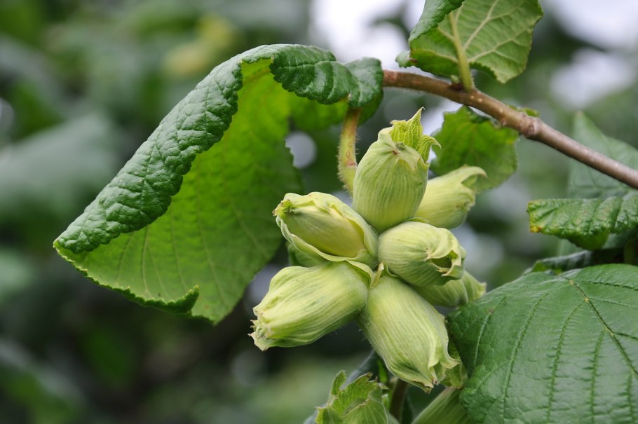 Орех грецкий Juglans Regia листья