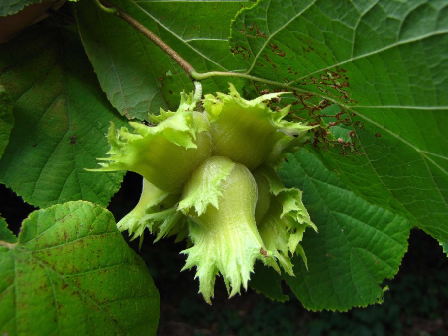 Лещина (Corylus avellana);