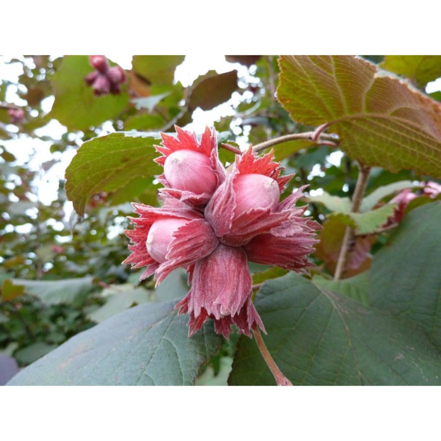 Плод орех лещина