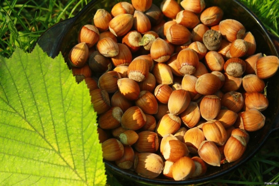 Орех грецкий (Juglans Regia)