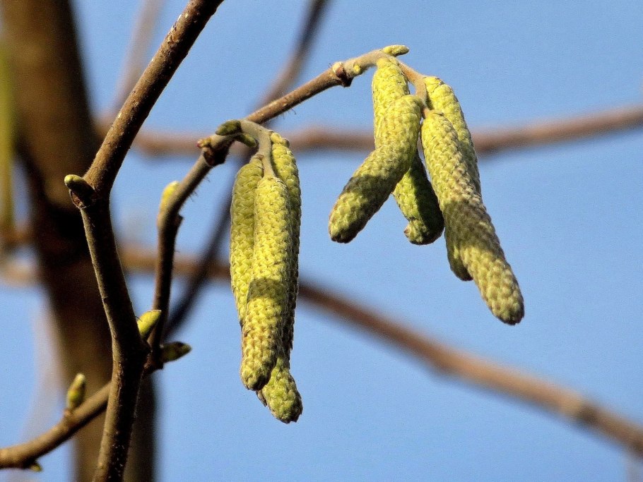 Corylus colurna лещина древовидная