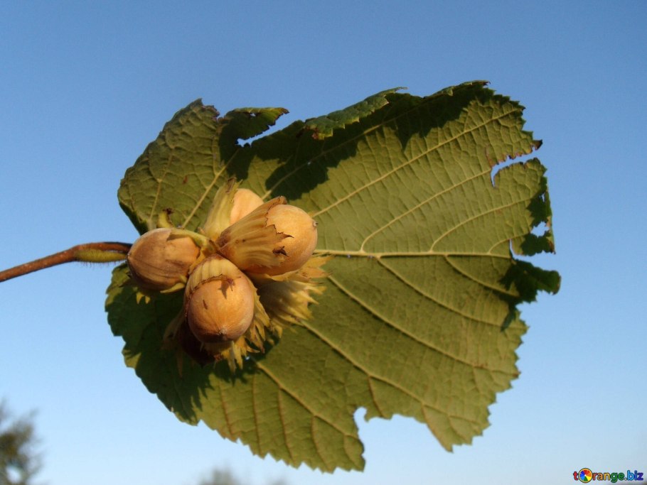 Орешник Краснодарский край