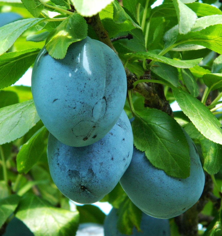 Сорт алычи Кубанская Комета