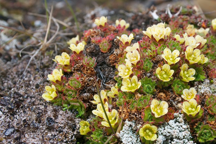 Ива Полярная