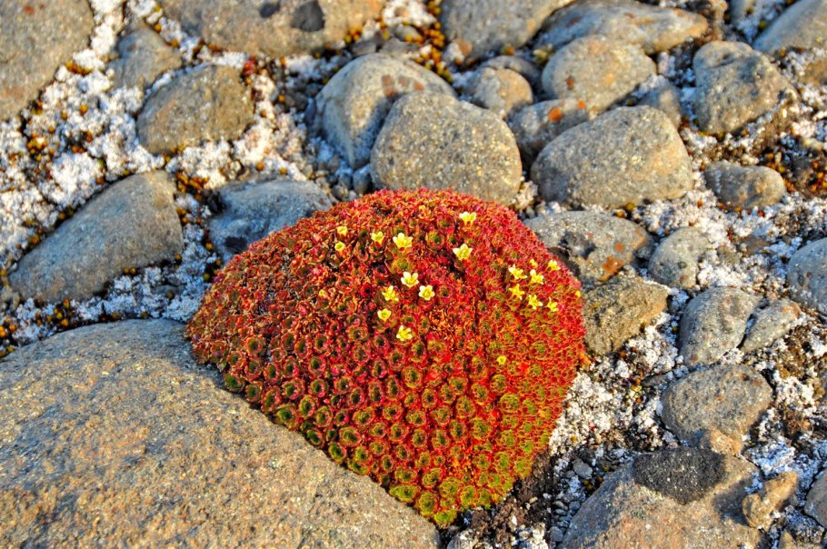 Сад в Арктике