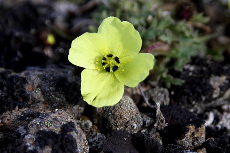 Камнеломка Арктическая