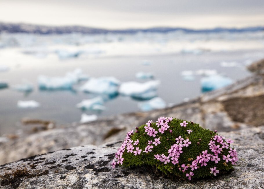 Дриада Восьмилепестковая Dryas octopetala