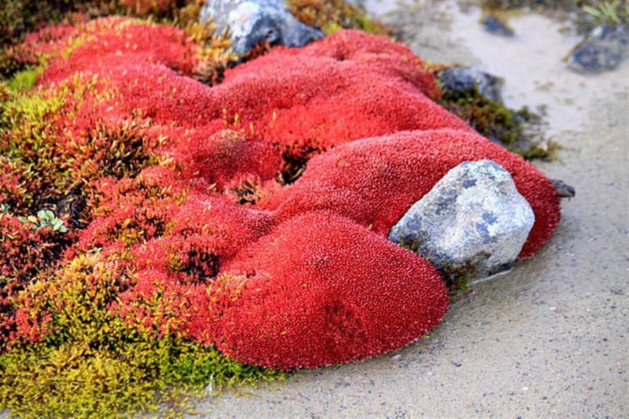 Полярная камнеломка