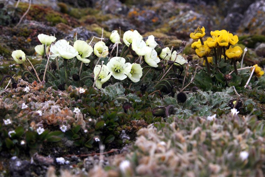 Щучка Арктическая