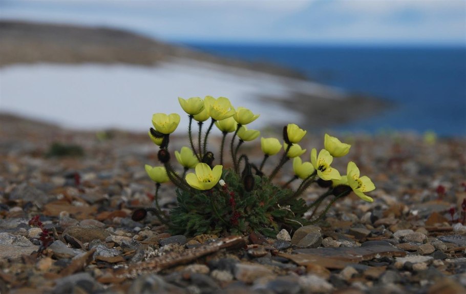 Арктические цветы камнеломка