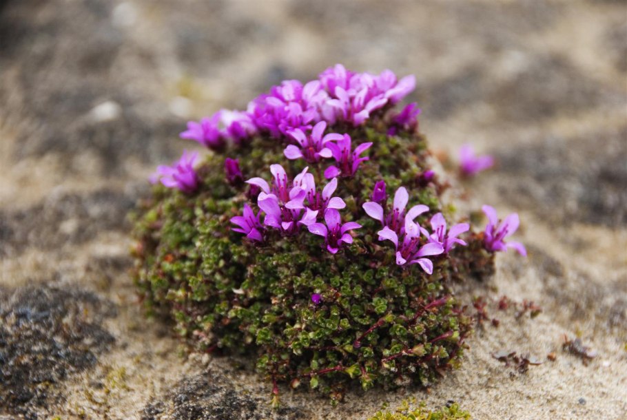 Полярная камнеломка