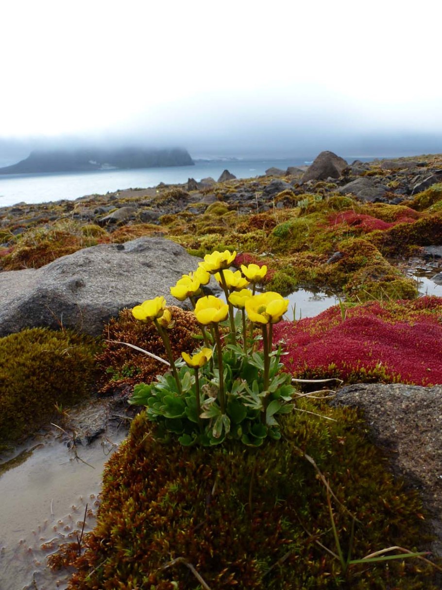 Камнеломка Северной Америки