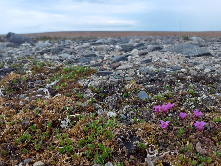 Растения тундры голубика