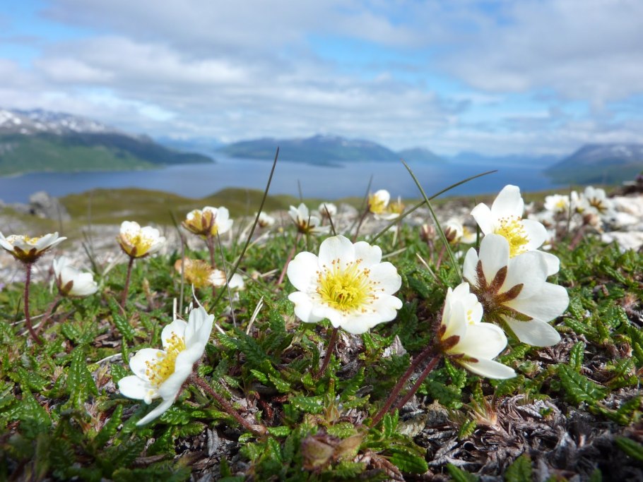 Мак подушковидный