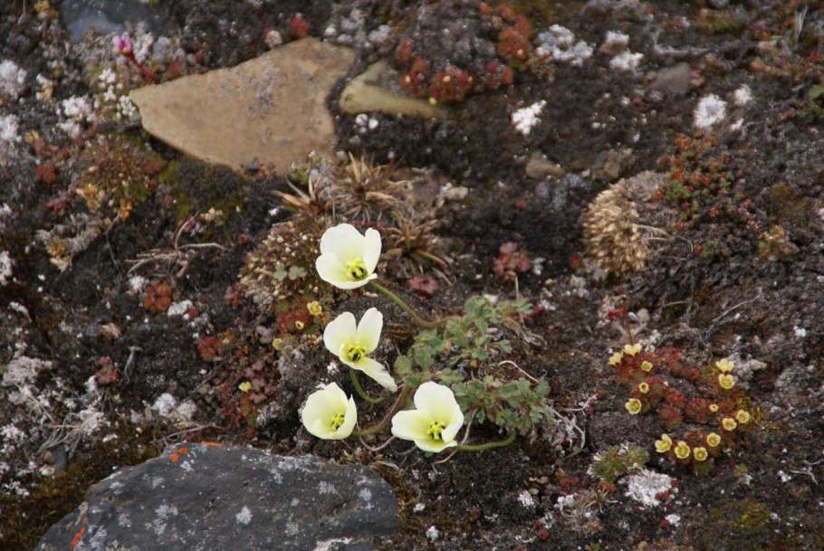 Ягель в Арктике