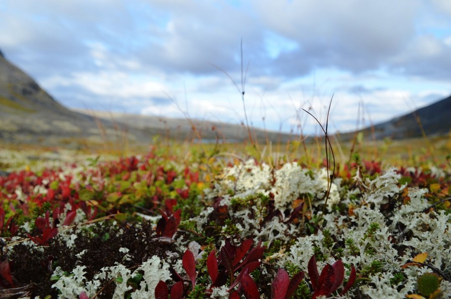 Средняя субарктическая тундра