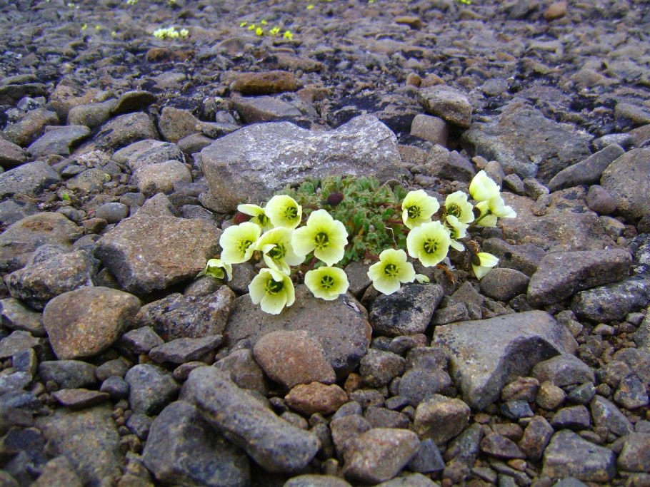 Камнеломка голубая
