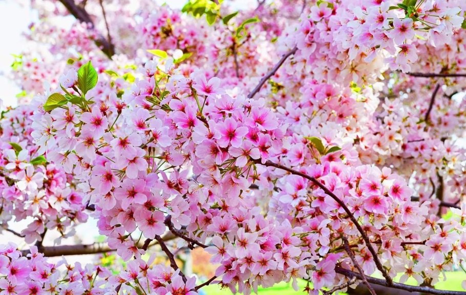 Цветущий сад