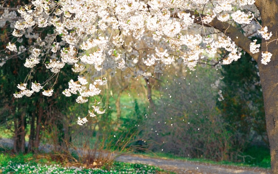 Цветущая яблоня Сакура