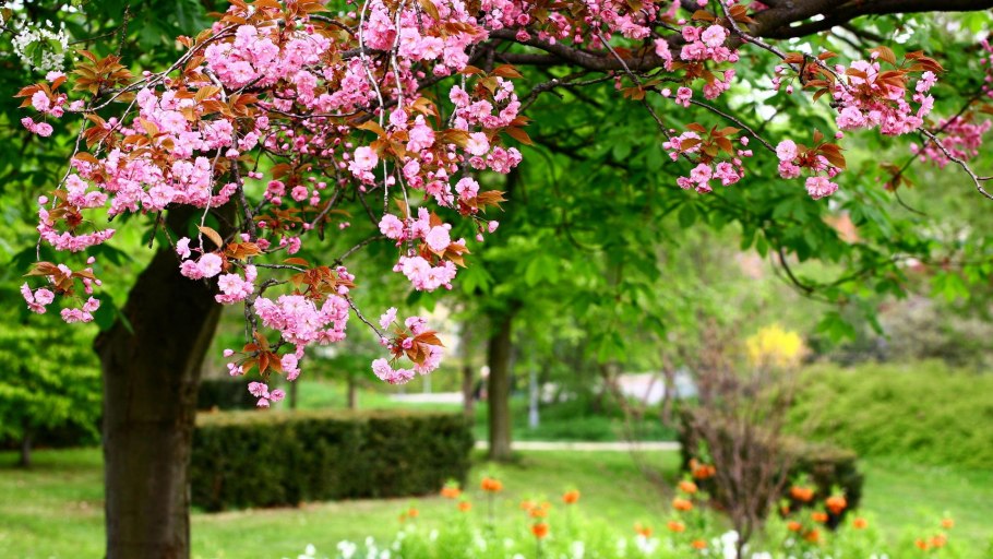 Вишня розовоцветущая