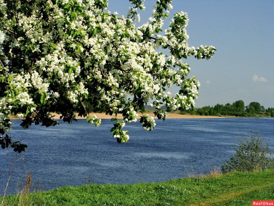 Цветущая черемуха у реки