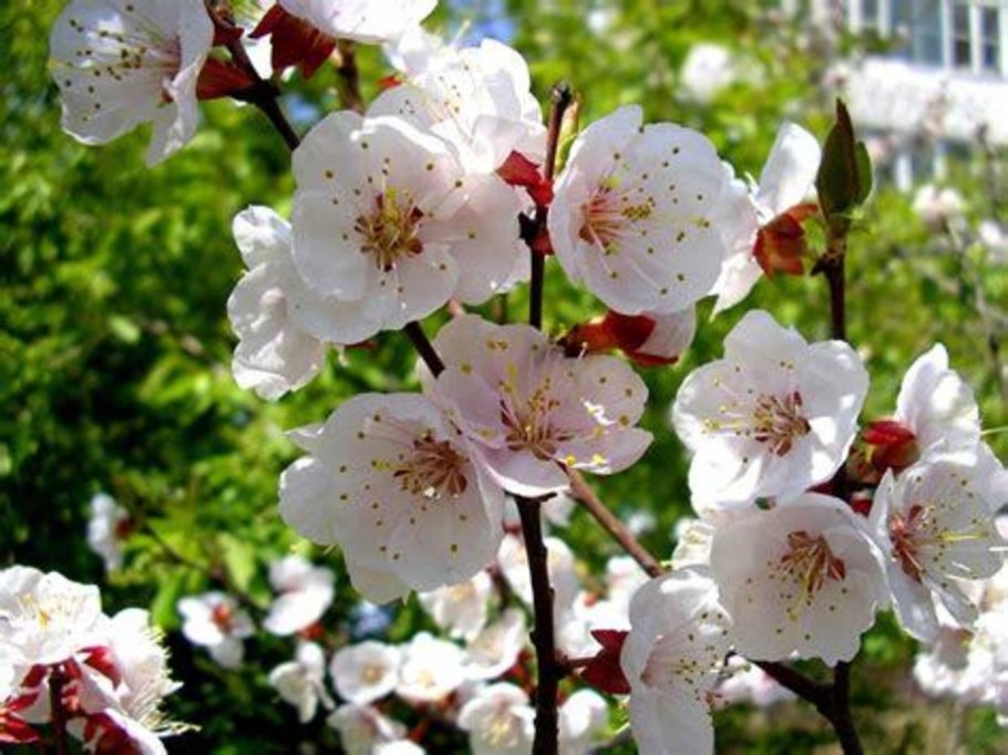 Цветущие деревья